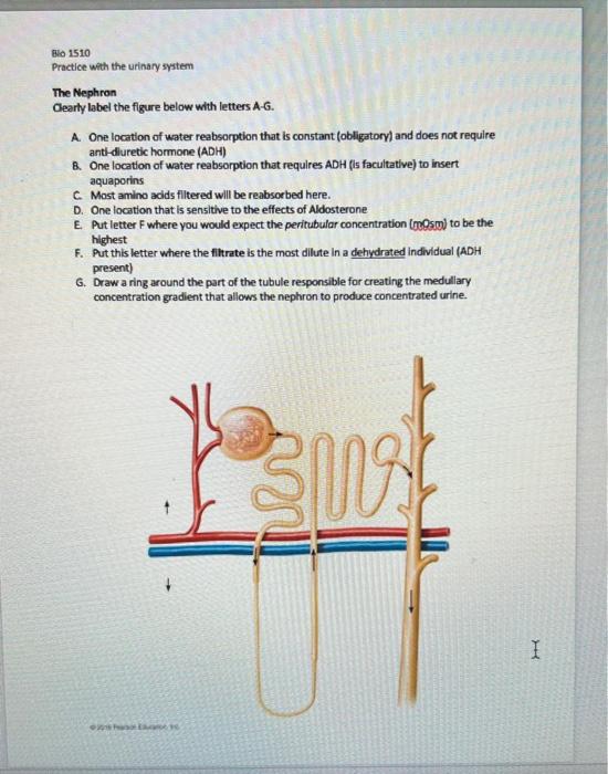 Bio 1510 Practice With The Urinary System The Nephron Clearly Label The Figure Below With Letters A G A One Location O 1