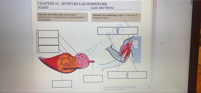 3 Layers Of Cannede Tie Chapter 10 Muscles Lab Homework Name Identify The Following Epimysium Perimysium Muscle Fiber 1