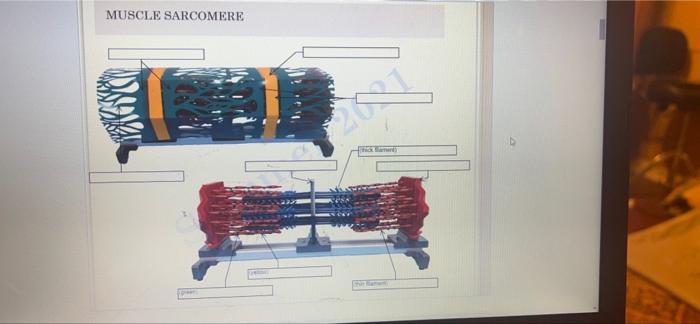 Muscle Sarcomere Pr Thick Baner Shit Raten 1