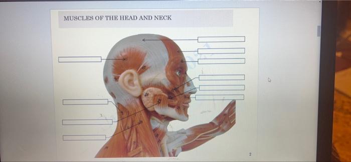 Muscles Of The Head And Neck 1