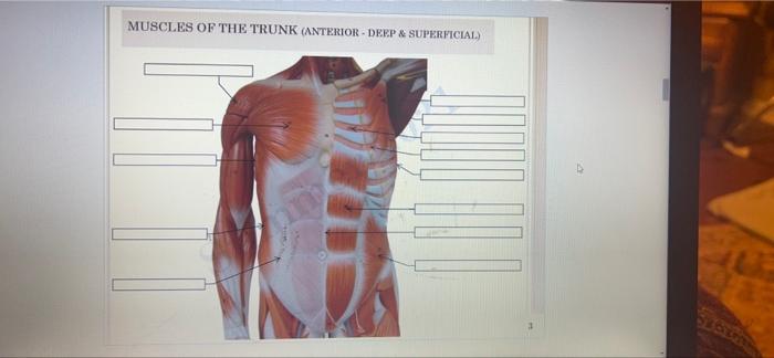 Muscles Of The Trunk Anterior Deep Superficial 1