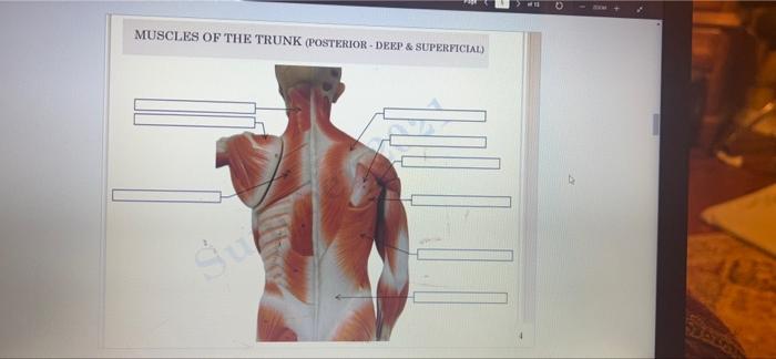Muscles Of The Trunk Posterior Deep Superficial D 1