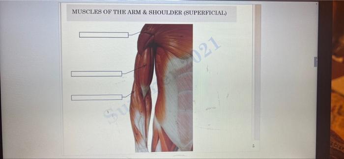 Muscles Of The Arm Shoulder Superficial 021 1