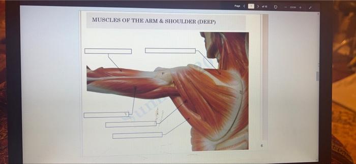 Muscles Of The Arm Shoulder Deep 1 1