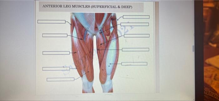 Anterior Leg Muscles Superficial Deep Slabyr 1