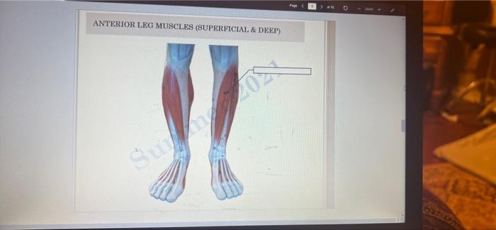 Anterior Leg Muscles Superficial Deep Summ20 1