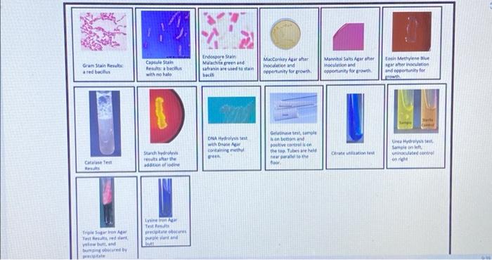 Gram Stain Results A Red Bacillus Results Test Triple Sugar Iron Agar Test Results Red Slant Velow Butt And Bumping O 1