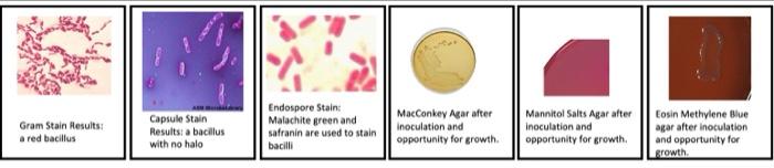 Gram Stain Results A Red Bacillus Results Test Triple Sugar Iron Agar Test Results Red Slant Velow Butt And Bumping O 6