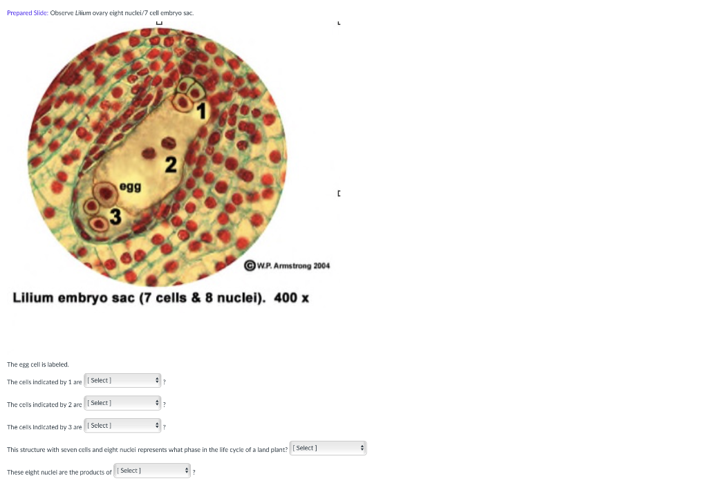 Prepared Slide Observe Lilium Ovary Eight Nuclei 7 Cell Embryo Sac L R Egg 2 W P Armstrong 2004 Lilium Embryo Sac 7 1