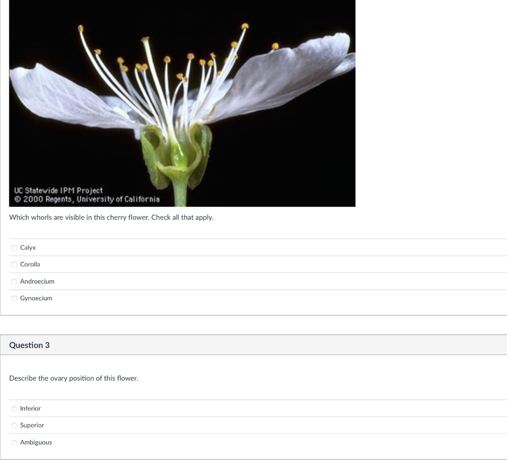 Uc Statewide Ipm Project 2000 Regents University Of California Which Whorls Are Visible In This Cherry Flower Check A 1