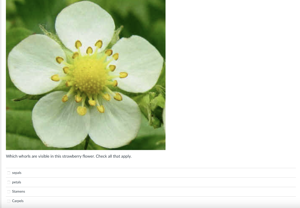 Uc Statewide Ipm Project 2000 Regents University Of California Which Whorls Are Visible In This Cherry Flower Check A 2