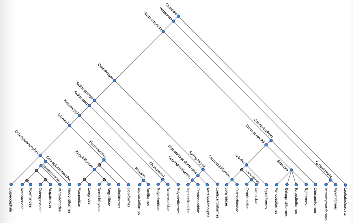 On The Phylogeny On The Next Page Mark Where The Following Synapomorphies Evolve Feel Free To Mark Just The Number At 1
