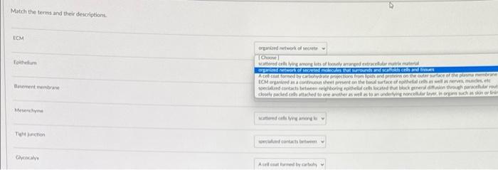 Match The Terms And Their Descriptions Ccm Own To Match The Terms And Their Descriptions Ecm Epithelum Basement Membran 3