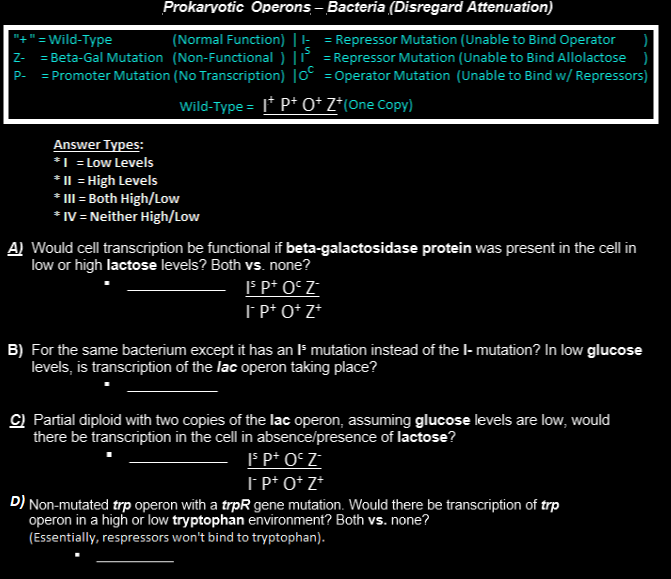 Wild Type Normal Function Beta Gal Mutation Non Functional P Promoter Mutation No Transcription Nd 1