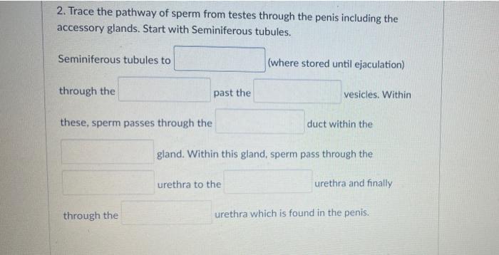 2 Trace The Pathway Of Sperm From Testes Through The Penis Including The Accessory Glands Start With Seminiferous Tubu 1