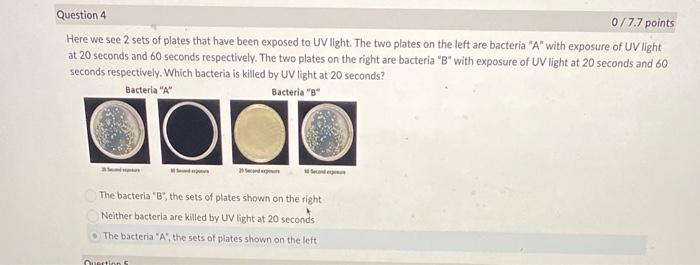 Question 4 0 7 7 Points Here We See 2 Sets Of Plates That Have Been Exposed To Uv Light The Two Plates On The Left Are 1