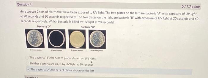 Question 4 0 7 7 Points Here We See 2 Sets Of Plates That Have Been Exposed To Uv Light The Two Plates On The Left Are 1