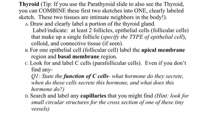Thyroid Tip If You Use The Parathyroid Slide To Also See The Thyroid You Can Combine These First Two Sketches Into On 1