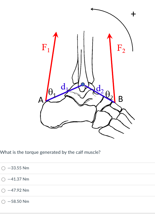 Use The Following Information Answer Question 44 And 45 Calf Muscle Force F1 650 N Distance Between The F1 Applica 1