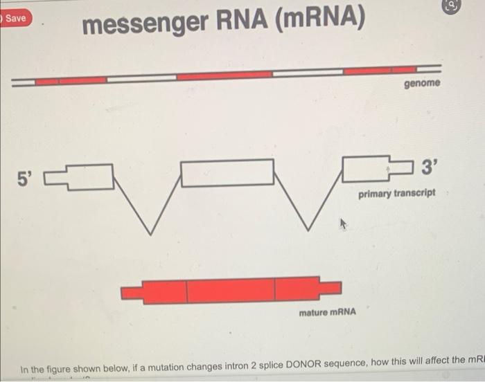 Save 5 Messenger Rna Mrna Mature Mrna Genome 3 Primary Transcript O In The Figure Shown Below If A Mutation Changes 1
