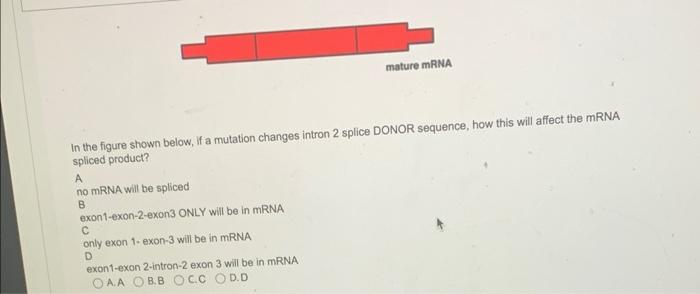 Save 5 Messenger Rna Mrna Mature Mrna Genome 3 Primary Transcript O In The Figure Shown Below If A Mutation Changes 2