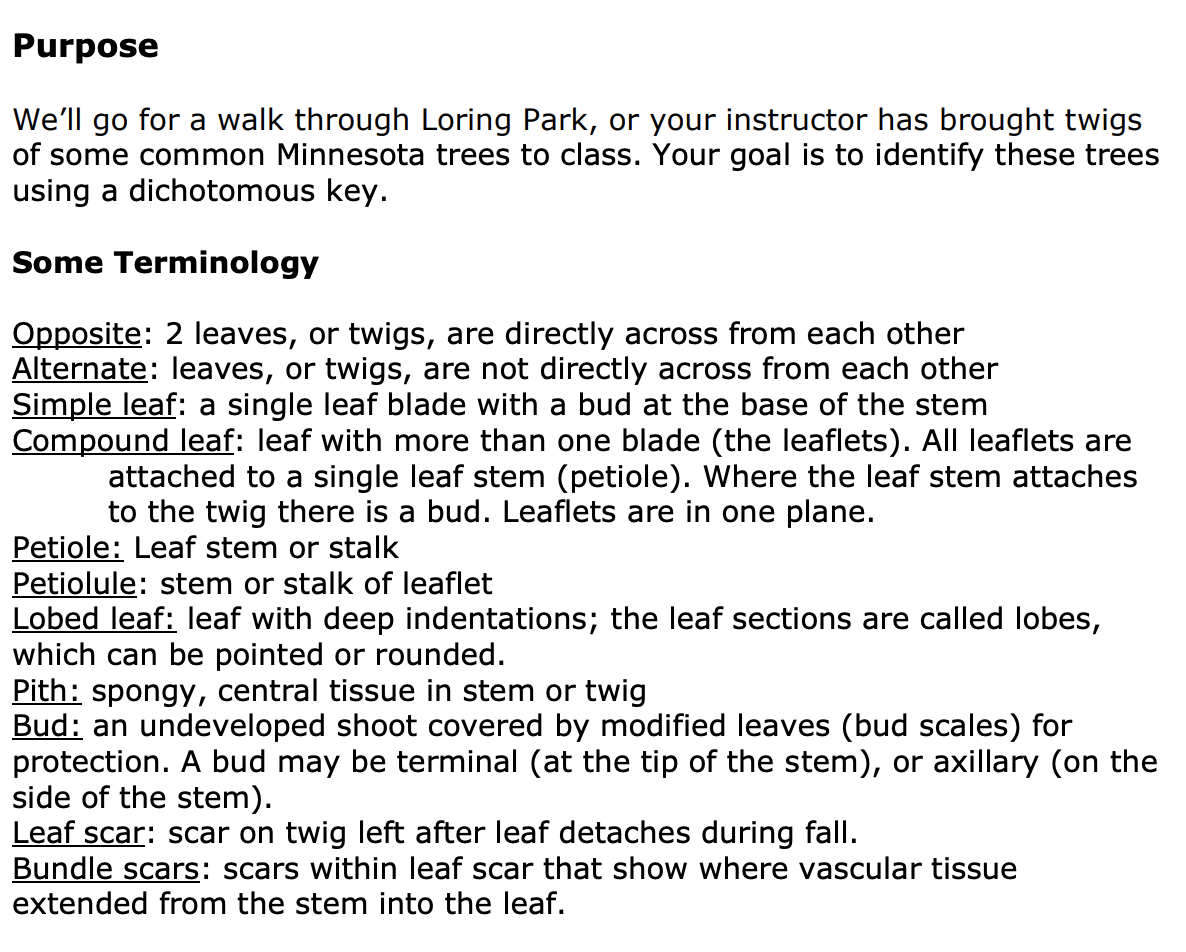 Purpose We Ll Go For A Walk Through Loring Park Or Your Instructor Has Brought Twigs Of Some Common Minnesota Trees To 1