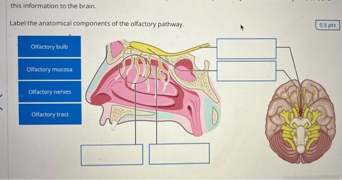 This Information To The Brain Label The Anatomical Components Of The Olfactory Pathway Olfactory Bulb Olfactory Mucosa 1