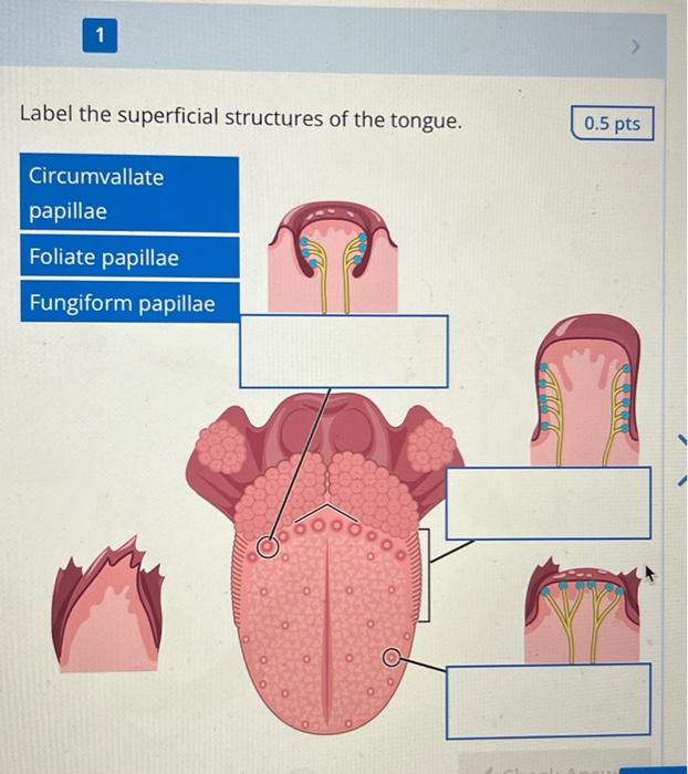 This Information To The Brain Label The Anatomical Components Of The Olfactory Pathway Olfactory Bulb Olfactory Mucosa 2