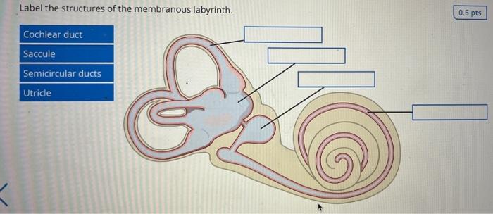 This Information To The Brain Label The Anatomical Components Of The Olfactory Pathway Olfactory Bulb Olfactory Mucosa 3