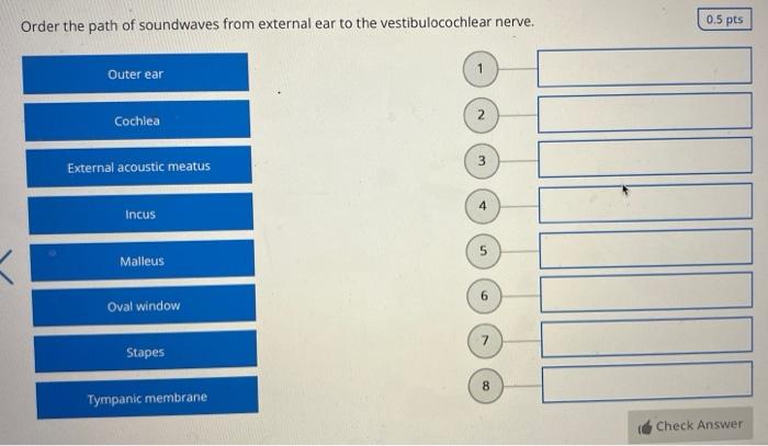 Order The Path Of Soundwaves From External Ear To The Vestibulocochlear Nerve Outer Ear Cochlea External Acoustic Meatu 1