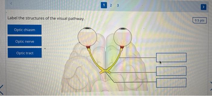 Order The Path Of Soundwaves From External Ear To The Vestibulocochlear Nerve Outer Ear Cochlea External Acoustic Meatu 2
