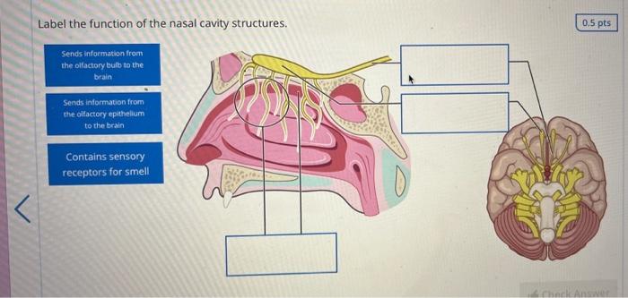 D Label The Structures Seen On This Otoscope Image External Auditory Meatus Incus Malleus Tympanic Membrane 0 5 Pts Mor 3