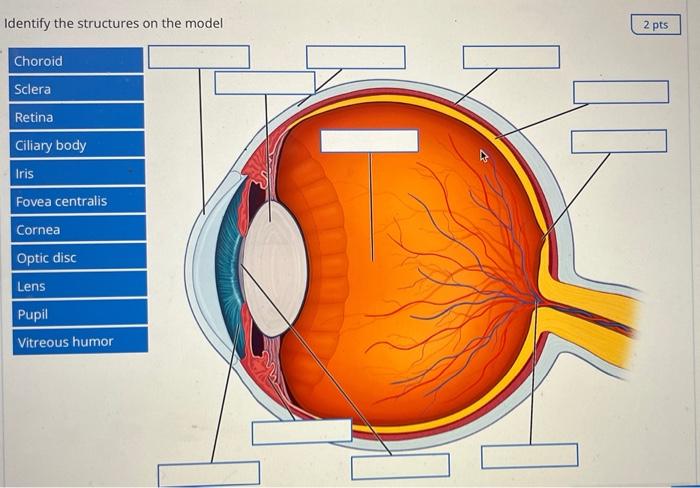 Identify The Structures On The Model Choroid Sclera Retina Ciliary Body Iris Fovea Centralis Cornea Optic Disc Lens Pupi 1