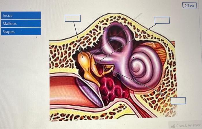 Incus Malleus Stapes Sitees 0 5 Pts Check Answer Critical Thinking Which Eye Muscle Produces The Eye Movements Indicate 1