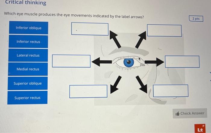 Incus Malleus Stapes Sitees 0 5 Pts Check Answer Critical Thinking Which Eye Muscle Produces The Eye Movements Indicate 2