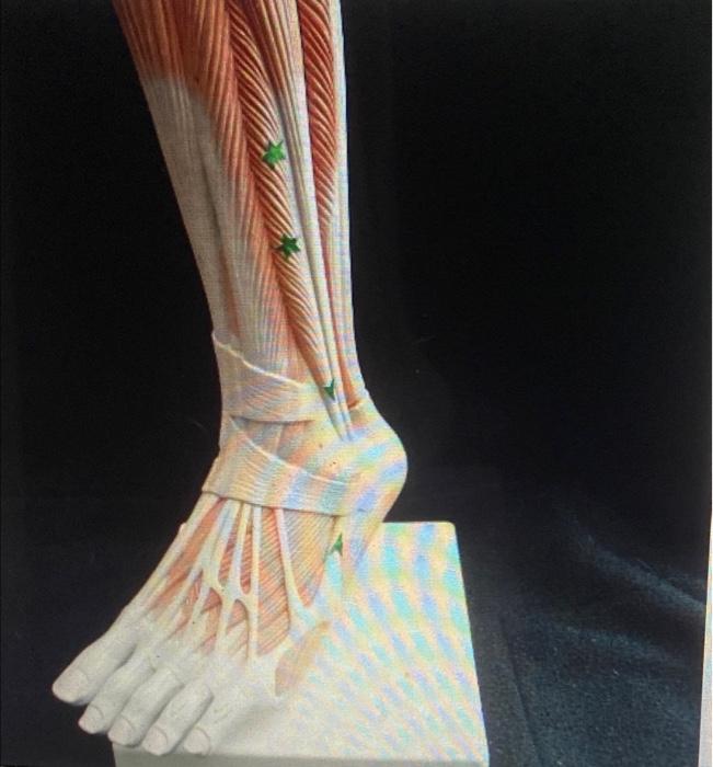 Identify The Muscle Actions Of This Muscle Action 1 Subtalar Joint Action 2 A List The Two A A Of The Of The Ankle 1