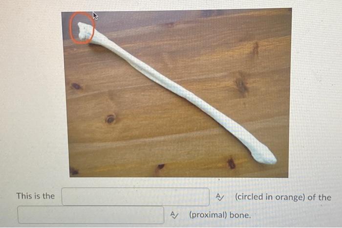 This Is The Circled In Orange Of The A A Proximal Bone 1