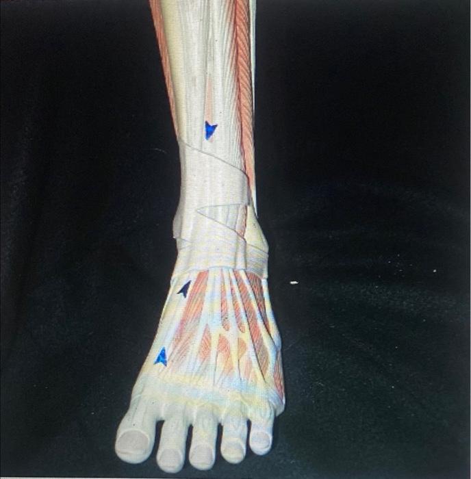 Identify The Muscle Three Actions Action 1 Toe Action 2 A List The Muscle S A Of The First Of The Ankle Action 1