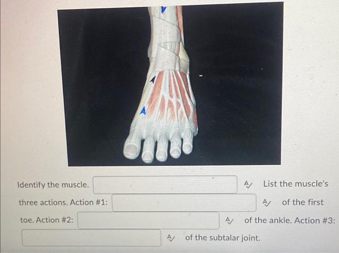 Identify The Muscle Three Actions Action 1 Toe Action 2 A List The Muscle S A Of The First Of The Ankle Action 2