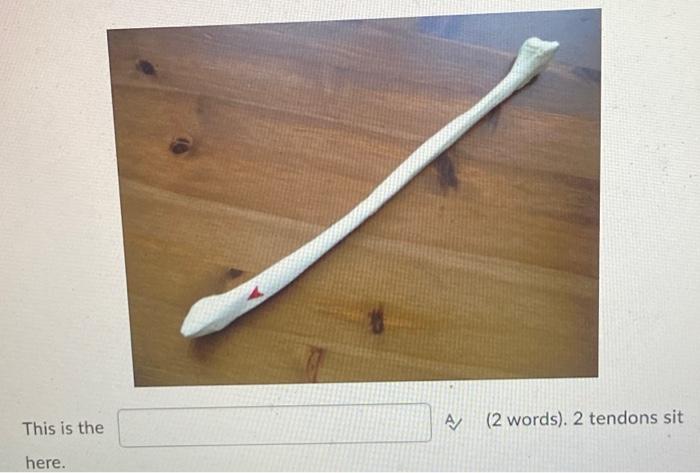 This Is The Here A 2 Words 2 Tendons Sit 1