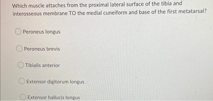 Which Muscle Attaches From The Proximal Lateral Surface Of The Tibia And Interosseous Membrane To The Medial Cuneiform A 1