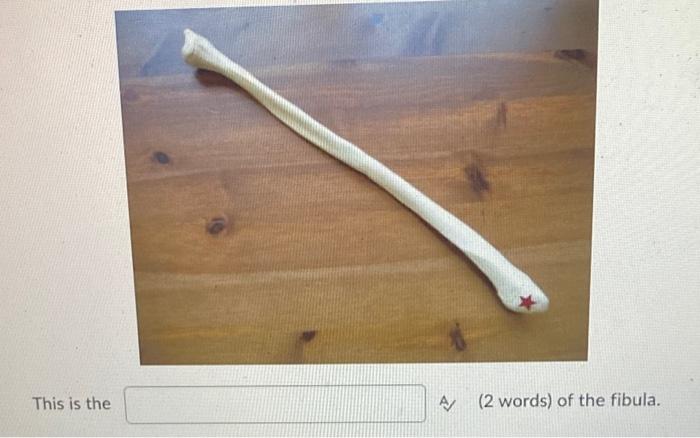 This Is The A 2 Words Of The Fibula 1