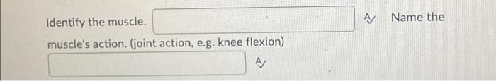 Identify The Muscle Muscle S Action Joint Action E G Knee Flexion A Name The 2