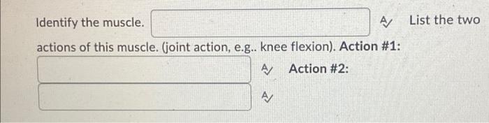 A List The Two Identify The Muscle Actions Of This Muscle Joint Action E G Knee Flexion Action 1 A Action 2 2