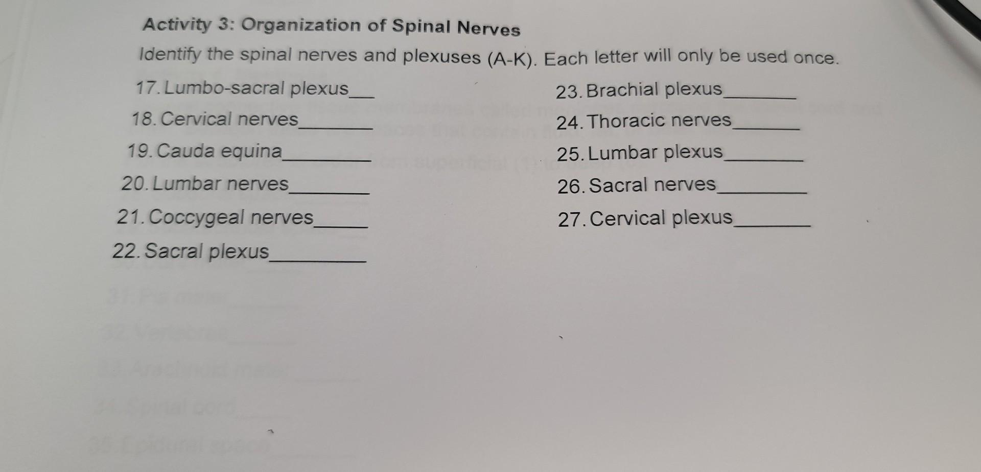 Activity 3 Organization Of Spinal Nerves Identify The Spinal Nerves And Plexuses A K Each Letter Will Only Be Used O 1
