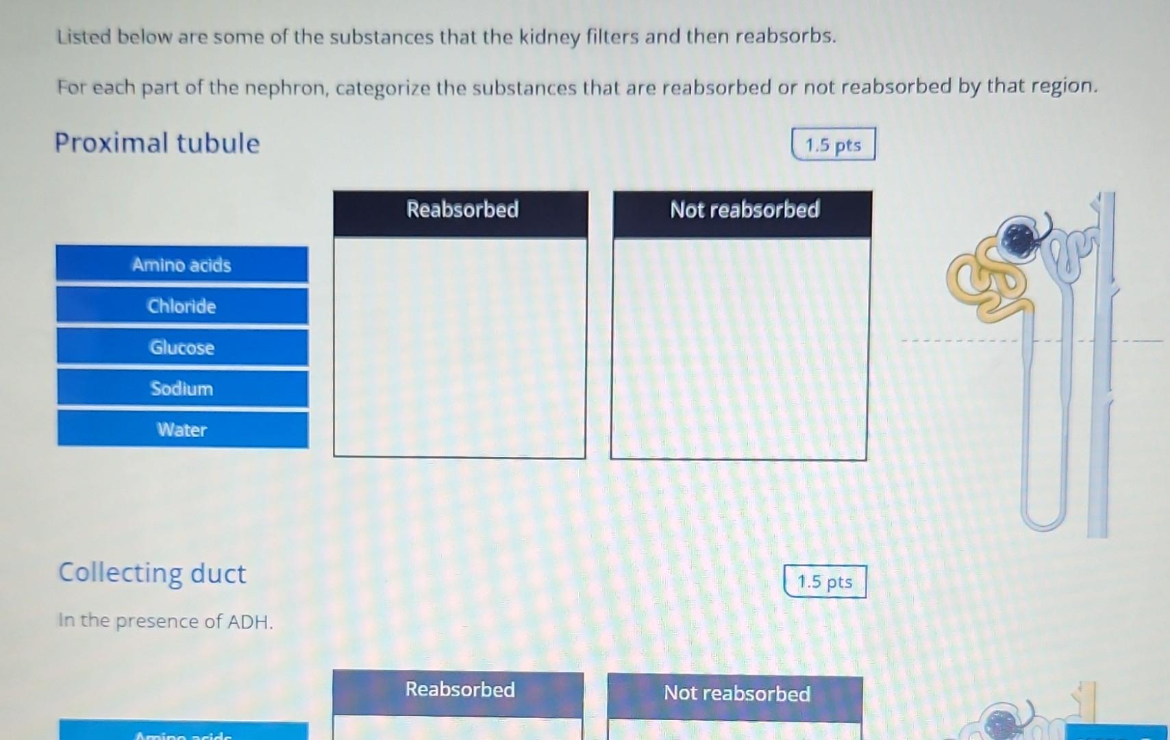 Listed Below Are Some Of The Substances That The Kidney Filters And Then Reabsorbs For Each Part Of The Nephron Catego 1