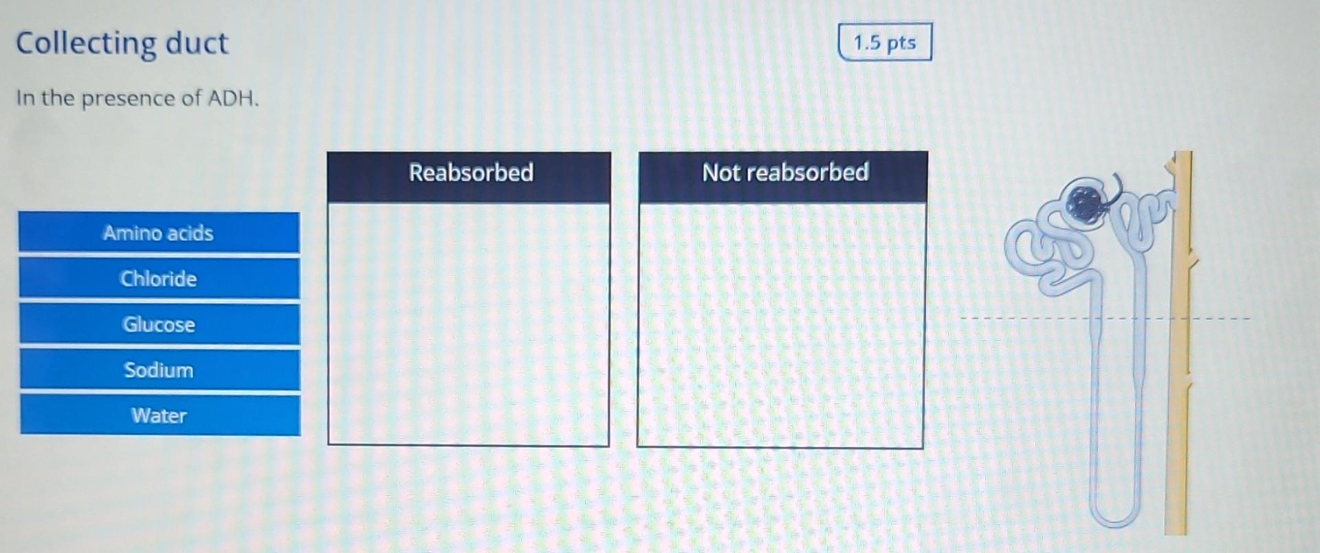 Listed Below Are Some Of The Substances That The Kidney Filters And Then Reabsorbs For Each Part Of The Nephron Catego 2