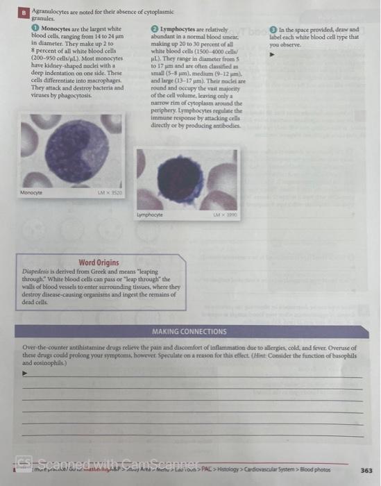 B Agranulocytes Are Noted For Their Absence Of Cytoplasmic Granules Monocytes Are The Largest White Blood Cells Rangin 1