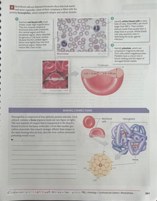 B Red Blood Cells Are Flattened Biconcave Discs That Lack Nuclei And Most Organelles Most Of Their Cytoplasm Is Filled 1