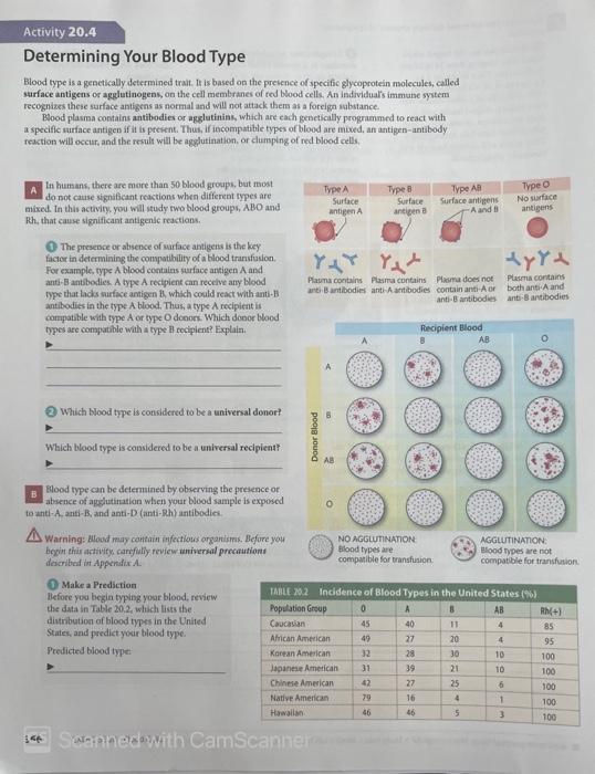 Activity 20 4 Determining Your Blood Type Blood Type Is A Genetically Determined Trait It Is Based On The Presence Of S 1